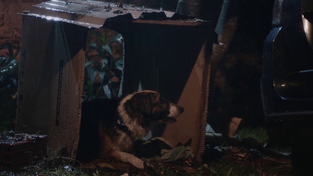 Video Reference: Canidae, Dog, Dog breed, Snout, Tree, Carnivore, Sporting Group, House, Darkness, Night