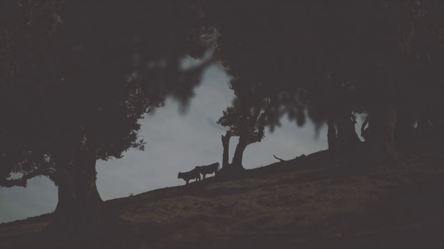 Video Reference: World, Cloud, Sky, Plant, Wood, Tree, Trunk, Arecales, Landscape, Tints and shades