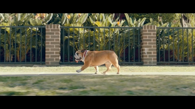 Video Reference: Mammal, Vertebrate, Dog breed, Canidae, Wildlife, Dog, Carnivore, Snout, Fawn, Grass, Person