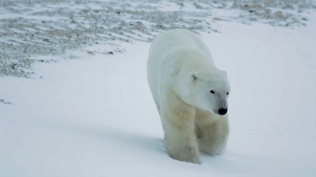 Video Reference: Polar bear, Bear, Mammal, Polar ice cap, Arctic, Polar bear, Natural environment, Ice, Atmospheric phenomenon, Arctic ocean