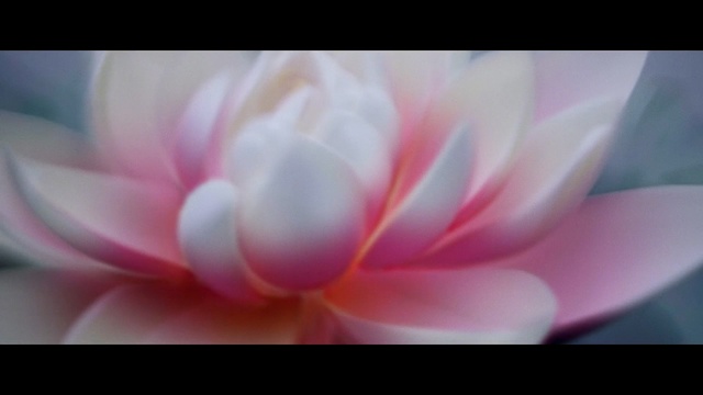 Video Reference: flower, pink, aquatic plant, petal, flowering plant, sacred lotus, close up, plant, flora, lotus