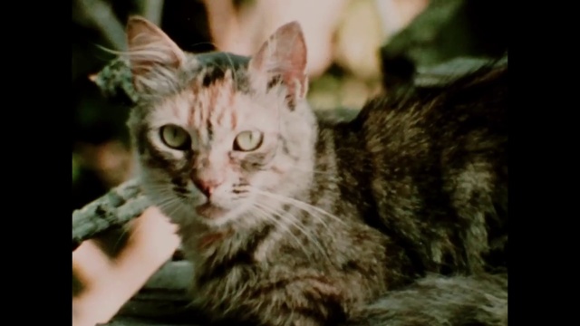 Video Reference: Cat, Mammal, Vertebrate, Small to medium-sized cats, Whiskers, Felidae, European shorthair, Tabby cat, Carnivore, Dragon li