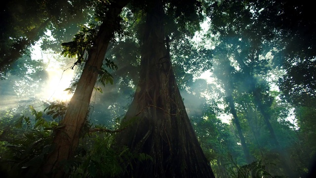 Video Reference: Tree, Old-growth forest, Nature, Forest, Vegetation, Natural environment, Jungle, Sunlight, Redwood, Light