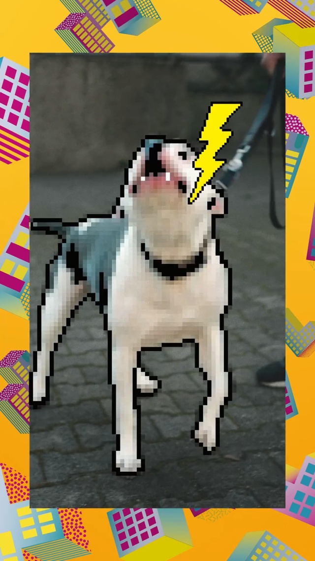 Video Reference: Canidae, Dog, Dog breed, Snout, Non-Sporting Group, Carnivore, Bulldog, Fawn, Fictional character, Tail, Person