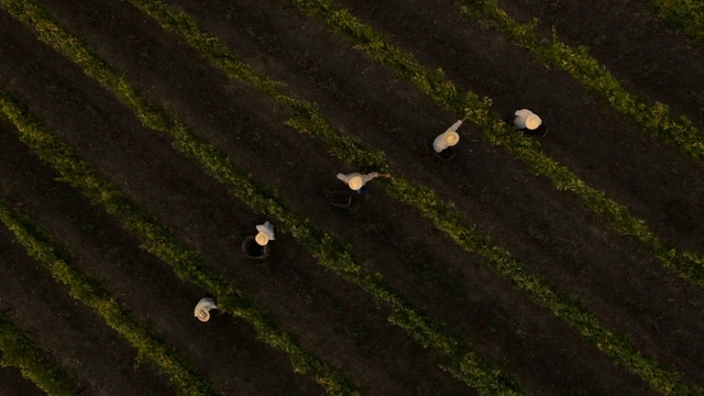 Video Reference: Green, Field, Leaf, Grass, Plant, Landscape, Grassland, Farm