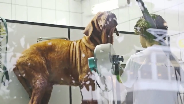 Video Reference: Dog, Canidae, Dog breed, Bullmastiff, Carnivore, Sporting Group, Tosa, Giant dog breed, Guard dog, Fila brasileiro, Person