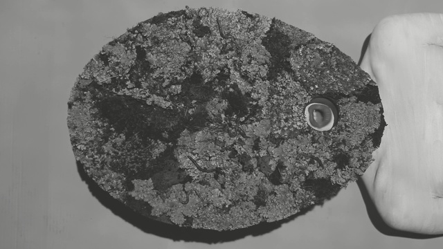 Video Reference: black and white, monochrome photography, photography, rock, monochrome, close up, organism, mineral, font, circle