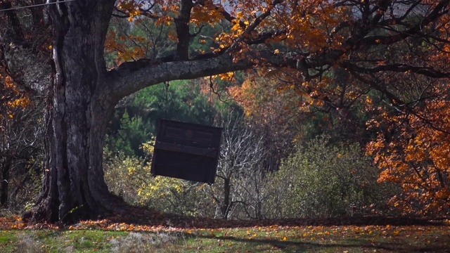 Video Reference: Tree, Leaf, Nature, Autumn, Natural landscape, Deciduous, Woody plant, Grass, Woodland, Plant