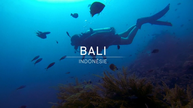 Video Reference: Underwater, Marine biology, Fish, Reef, Organism, Scuba diving, Coral reef, Ocean, Underwater diving, Recreation