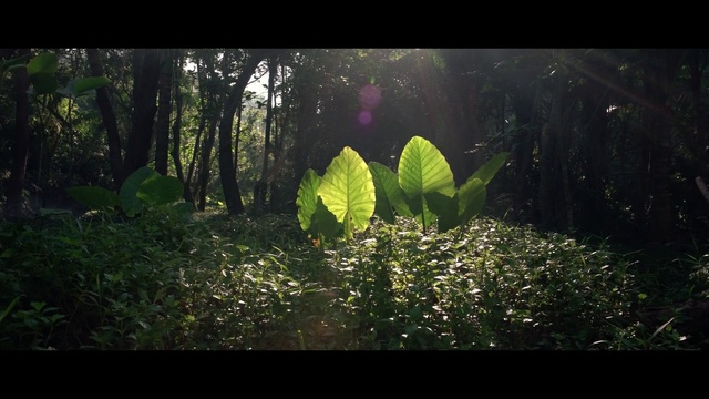 Video Reference: Nature, Vegetation, Leaf, Green, Natural environment, Light, Sunlight, Forest, Natural landscape, Tree