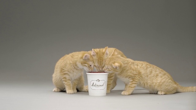 Video Reference: Cat, Small to medium-sized cats, Felidae, European shorthair, Carnivore, Tabby cat, Whiskers, Fur, British shorthair, Kitten