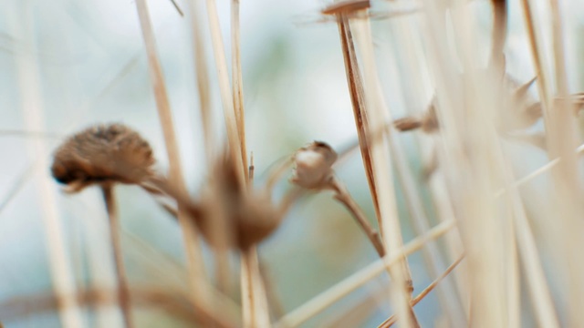 Video Reference: Grass, Grass family, Plant stem, Plant, Twig, Close-up, Macro photography, Photography, Flower