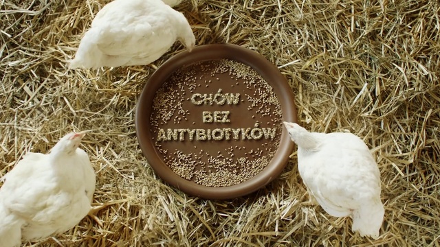 Video Reference: Grass, Swan, Water bird, Bird