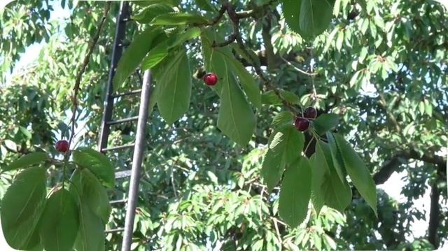 Video Reference: Flower, Flowering plant, Tree, Plant, Cherry, Leaf, Fruit tree, Woody plant, Fruit, Food