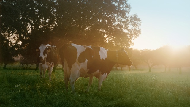 Video Reference: Pasture, Grazing, Nature, Bovine, Natural landscape, Atmospheric phenomenon, Grassland, Morning, Meadow, Natural environment