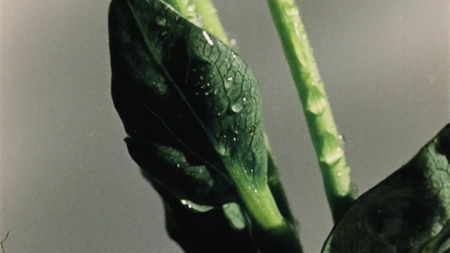 Video Reference: Leaf, Plant stem, Plant, Flower, Botany, Dew, Moisture, Plant pathology, Drop, Anthurium