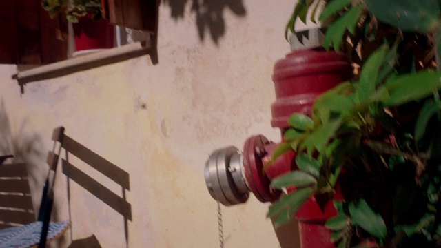 Video Reference: Flower, Room, Houseplant, Plant