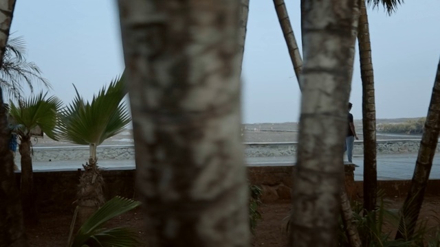 Video Reference: Tree, Palm tree, Woody plant, Arecales, Plant, Trunk, Terrestrial plant, Adaptation, Attalea speciosa, Plant stem