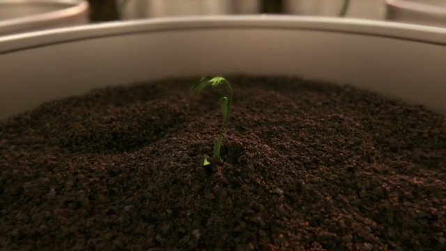 Video Reference: Soil, Plant