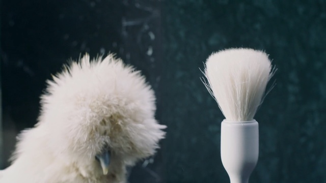 Video Reference: Brush, Fur, Personal care