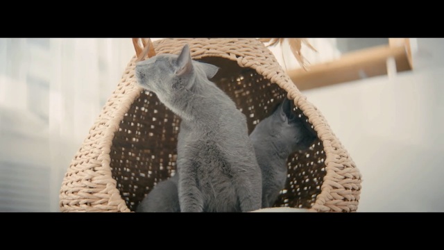 Video Reference: mammal, fauna, fur, Person