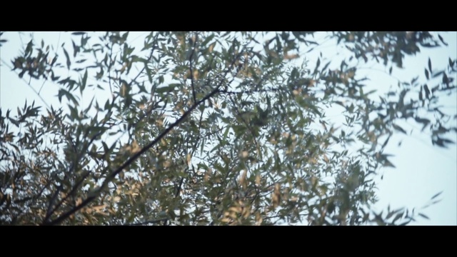 Video Reference: Tree, Branch, Nature, Plant, Woody plant, Leaf, Twig, Spring, Sky, Organism