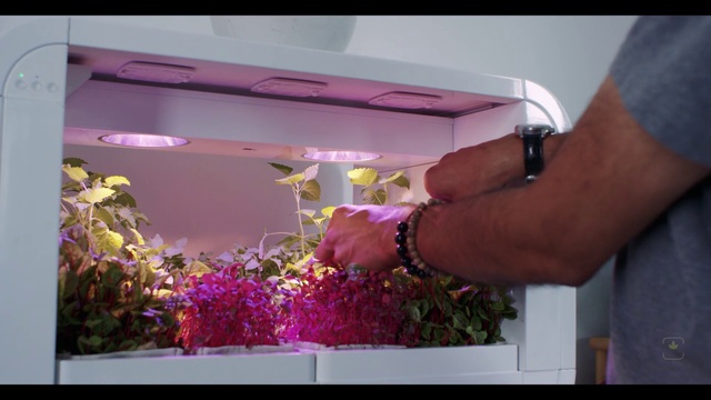 Video Reference: Plant, Flower, Purple, Gesture, Pink, Violet, Petal, Magenta, Flower Arranging, Wrist