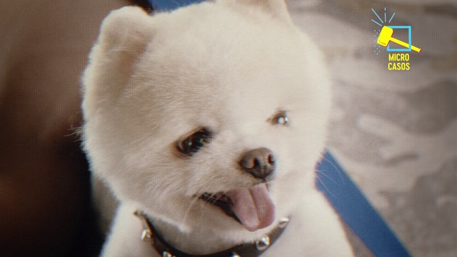 Video Reference: Vertebrate, Mammal, Dog, Dog breed, Canidae, Pomeranian, Nose, Snout, Companion dog, Carnivore