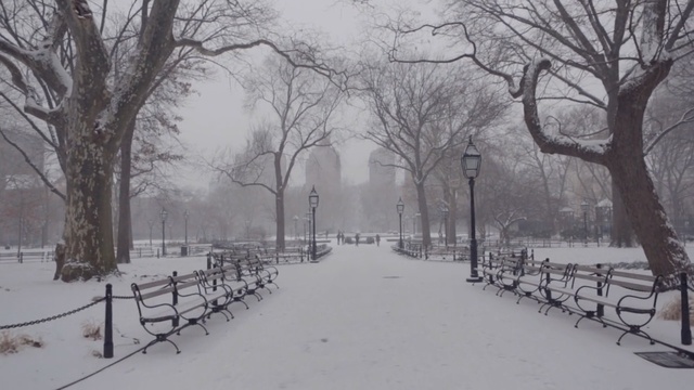 Video Reference: snow, winter, freezing, frost, tree, blizzard, winter storm, branch, rain and snow mixed, fog, Person