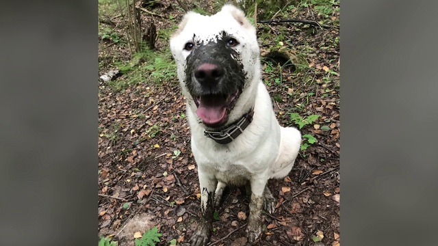 Video Reference: Dog, Carnivore, Collar, Dog breed, Fawn, Whiskers, Companion dog, Fang, Dog collar, Grass