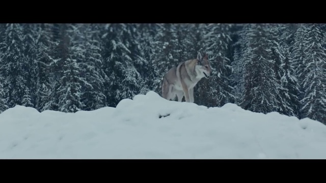 Video Reference: Mammal, Vertebrate, Wolf, Wildlife, Nature, Winter, Canidae, Snow, Wolfdog, Canis