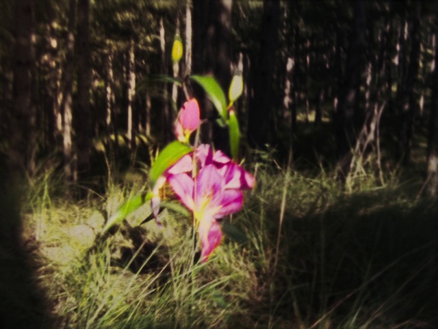 Video Reference: Flower, Flowering plant, Plant, Vegetation, Terrestrial plant, Pink, Botany, Petal, Spring, Plant stem