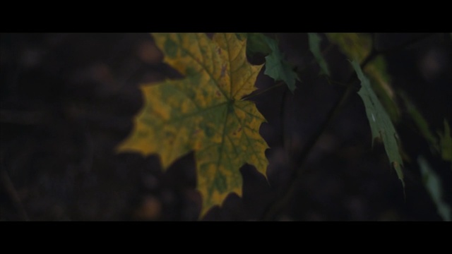 Video Reference: Leaf, Nature, Green, Tree, Maple leaf, Natural environment, Plant, Sky, Woody plant, Brown