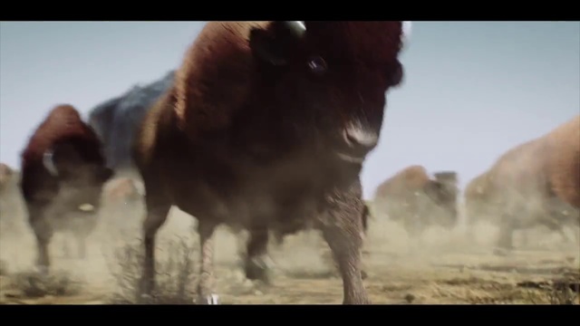 Video Reference: Bovine, Horse, Mustang horse, Snout, Stallion, Bull, Mane, Bison, Landscape, Wildlife