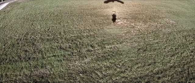 Video Reference: Grass, Field, Grassland, Grass family, Soil, Pasture, Shadow, Plant, Tree, Sporting Group