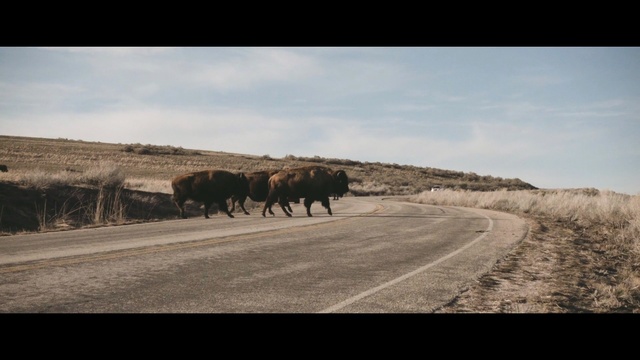 Video Reference: road, ecosystem, wilderness, sky, wildlife, grassland, prairie, herd, ecoregion, cattle like mammal