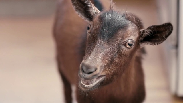 Video Reference: Goat, Goats, Vertebrate, Mammal, Horn, Mountain goat, Wildlife, Goat-antelope, Feral goat, Snout