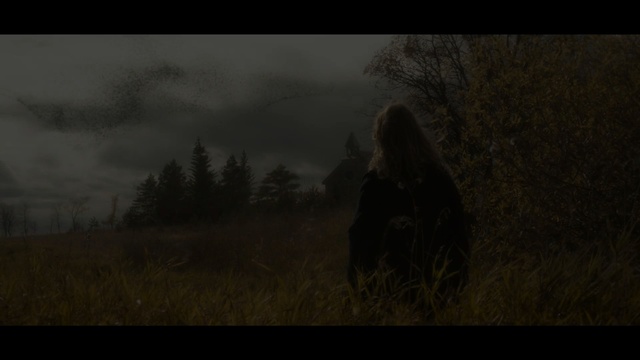 Video Reference: wildlife, nature, ecosystem, wilderness, sky, tree, atmosphere, screenshot, darkness, forest