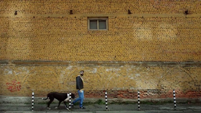 Video Reference: Wall, Brick, Brickwork, Canidae, Art, Dog walking, Sporting Group, Facade, Street art, Street