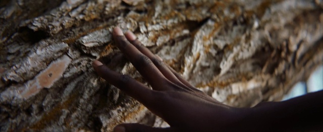 Video Reference: Rock, Hand, Finger, Geology, Close-up, Organism, Climbing, Adventure, Tree, Trunk