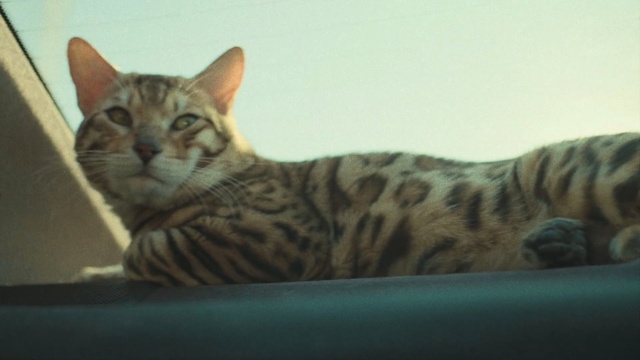 Video Reference: cat, dragon li, mammal, small to medium sized cats, toyger, fauna, cat like mammal, whiskers, bengal, california spangled