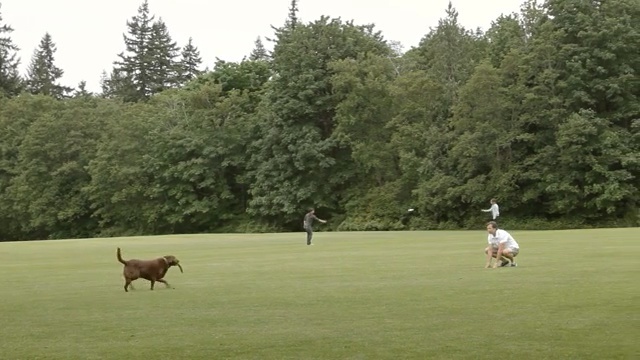 Video Reference: Grass, Pasture, Grassland, Sport venue, Lawn, Tree, Meadow, Land lot, Obedience training, Dog breed