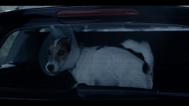 Video Reference: Canidae, Dog, Vehicle door, Carnivore, Snout, Car, Dog breed, Darkness, Vehicle