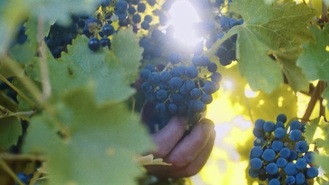Video Reference: Grape, Grape leaves, Seedless fruit, Grapevine family, Vitis, Plant, Flower, Flowering plant, Zante currant, Fruit