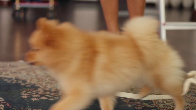 Video Reference: Dog, Mammal, Vertebrate, Dog breed, German spitz klein, Canidae, German spitz mittel, German spitz, Pomeranian, Spitz