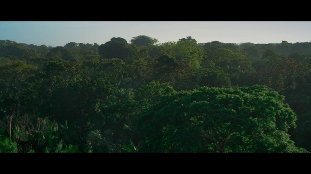 Video Reference: Vegetation, Nature, Green, Forest, Hill station, Jungle, Nature reserve, Natural environment, Rainforest, Biome