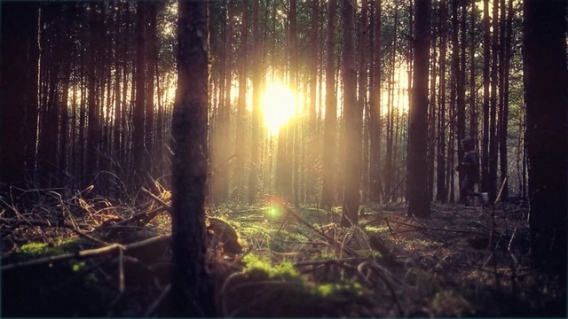 Video Reference: forest, nature, sun, woodland, sunlight, tree, light, atmosphere, morning, old growth forest, Person