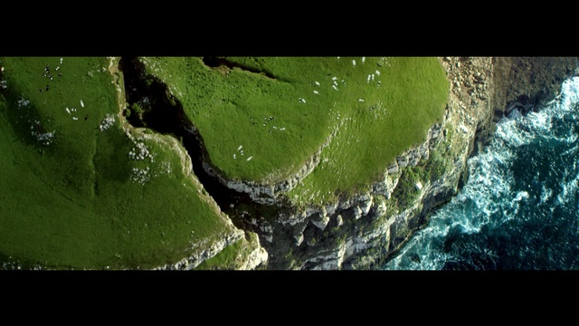 Video Reference: aquatic, water, plant, aquatic plant