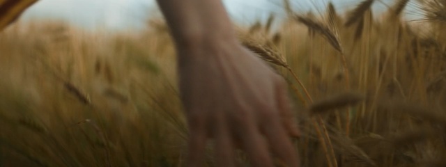 Video Reference: grass family, wheat, grass, food grain, field, commodity, prairie, barley, ecoregion, grain