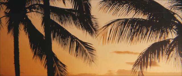 Video Reference: Tree, Palm tree, Sky, Arecales, Woody plant, Plant, Attalea speciosa, Elaeis, Tropics, Sunset, Palm, Water, Sitting, Table, Group, Large, Red, Standing, White, Night, Zebra, Street